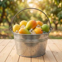 5 KG Mango in the Silver Balti